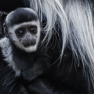 Naivasha - Crater Lake - Baby colobus monkey